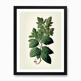 Oregano Leaf Vintage Botanical 2 Art Print