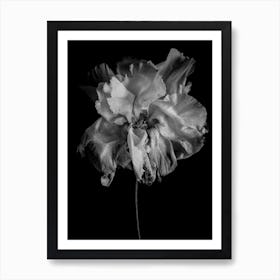 Flower Monochrome Art Print