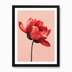 Red Poppy 2 Art Print