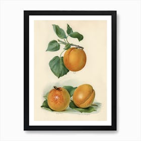 Vintage Illustration Of An Apricot, John Wright Art Print