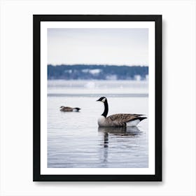 A Head Of A Wild Glossy Canadian Goose Pausing Sleepily During A Wintery Sojourn By The Icy Lake In Art Print