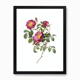 Vintage Rose of Love Bloom Botanical Illustration on Pure White n.0404 Art Print
