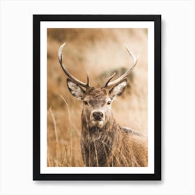 Mule Deer Scenery Art Print
