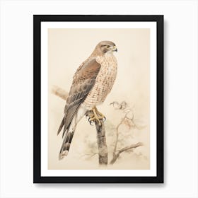 Vintage Bird Drawing Eurasian Sparrowhawk 1 Art Print