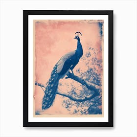 Peacock In The Tree Cyanotype Inspired 7 Art Print