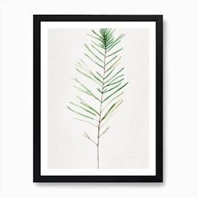 White Pine Leaf Minimalist Watercolour 3 Art Print