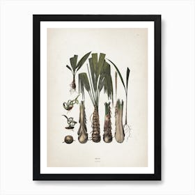 Vintage Martius 6 Opus Tripartium Art Print