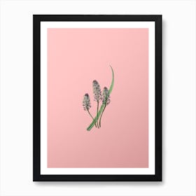 Vintage Meadow Squill Flower Botanical on Soft Pink n.0622 Art Print
