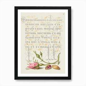 French Rose And Pistachio From Mira Calligraphiae Monumenta Or The Model Book Of Calligraphy, Joris Hoefnagel Art Print