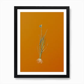 Vintage Narrow-leaf Blue-eyed-grass Botanical on Sunset Orange n.0416 Art Print