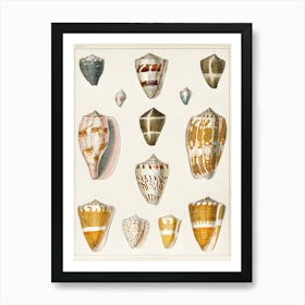 Collection Of Various Shells, Oliver Goldsmith 1 Art Print