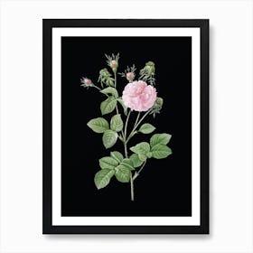 Vintage Pink Agatha Rose Botanical Illustration on Solid Black n.0651 Art Print