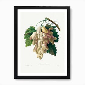 White Grape From Choix Des Plus Belles Fleurs, Pierre Joseph Redouté Art Print