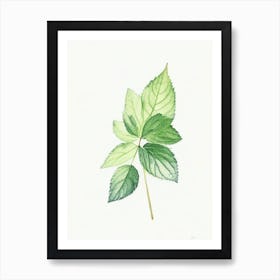 Lemon Balm Leaf Minimalist Watercolour Art Print