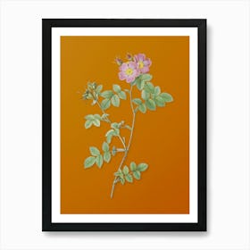 Vintage Pink Sweetbriar Roses Botanical on Sunset Orange n.0596 Art Print