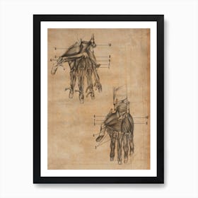 Vintage Anatomy Muscle Hands Art Print