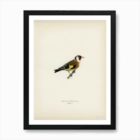 European Goldfinch, The Von Wright Brothers Art Print