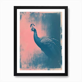 Pink & Blue Peacock Portrait 1 Art Print