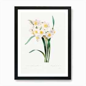 Chinese Sacred Lily, Pierre Joseph Redoute Art Print