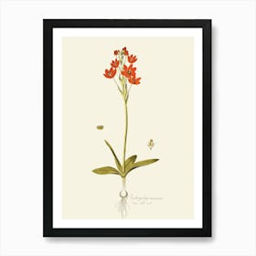 Sassafras 8 Art Print