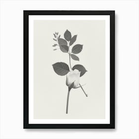 Rose Flower Photo Collage 1 Art Print