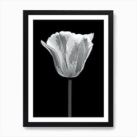 Black And White Tulip Art Print