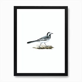 Vintage White Wagtail Bird Illustration on Pure White Art Print