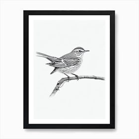 Hermit Thrush B&W Pencil Drawing 1 Bird Art Print