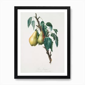 Lemon Pear (Pyrus Limonia) From Pomona Italiana (1817 1839), Giorgio Gallesio Art Print