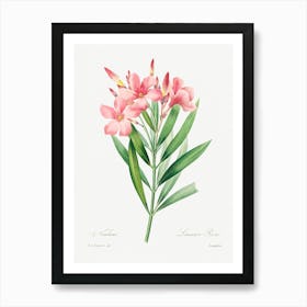 Oleander, Pierre Joseph Redoute Art Print