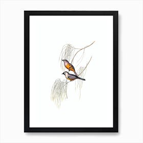 Vintage Carinated Flycatcher Bird Illustration on Pure White Art Print