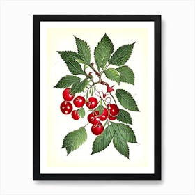 Wild Cherry Bark Herb Vintage Botanical Art Print
