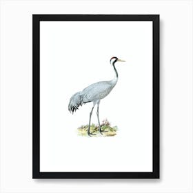 Aaczc Vintage Common Crane Bird Illustration On Pure White Art Print