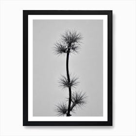 Cypress B&W Pencil 1 Flower Art Print