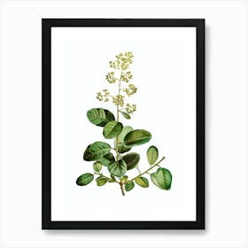 Vintage European Smoketree Botanical Illustration on Pure White n.0972 Art Print