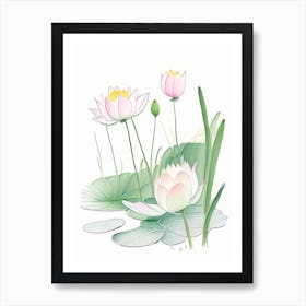 Lotus Flowers In Garden Pencil Illustration 3 Art Print