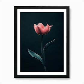 Single Pink Tulip 1 Art Print