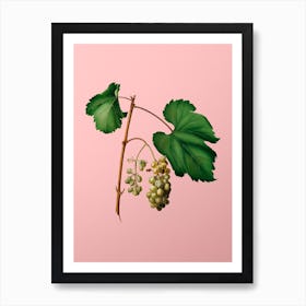 Vintage Friulli Grape Botanical on Soft Pink n.0189 Art Print