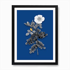 Vintage Macartney Rose Black and White Gold Leaf Floral Art on Midnight Blue n.1064 Art Print