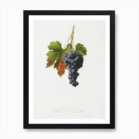 Raisin Grape (Vitis Vinifera Circumpadana) From Pomona Italiana (1817 1839), Giorgio Gallesio Art Print