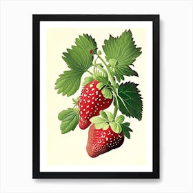 June Bearing Strawberries, Plant, Vintage Botanical Drawing 1 Art Print