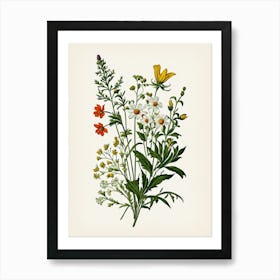 Vintage Botanical Galleria Style Wildflower Painting 37 Art Print