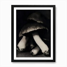 'The Mushrooms' Art Print