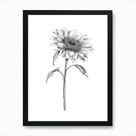 Sunflower Sketch In Black And White Ink Art Print