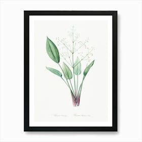 European Water Plantain, Pierre Joseph Redoute Art Print