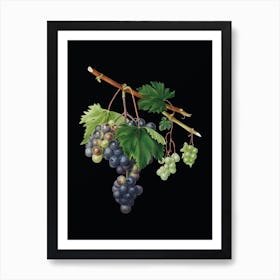 Vintage Grape from Ischia Botanical Illustration on Solid Black n.0488 Art Print