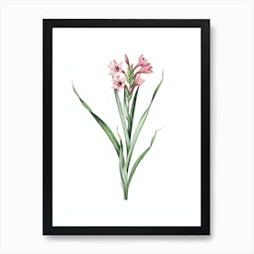 Vintage Sword Lily Botanical Illustration on Pure White n.0229 Art Print