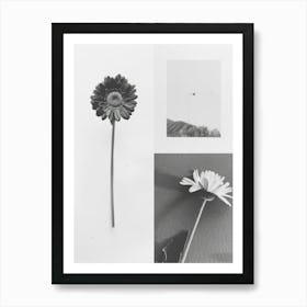 Gerbera Flower Photo Collage 3 Art Print