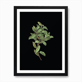 Vintage Evergreen Oak Botanical Illustration on Solid Black n.0099 Art Print