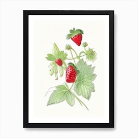 Alpine Strawberries, Plant, Quentin Blake Illustration 1 Art Print